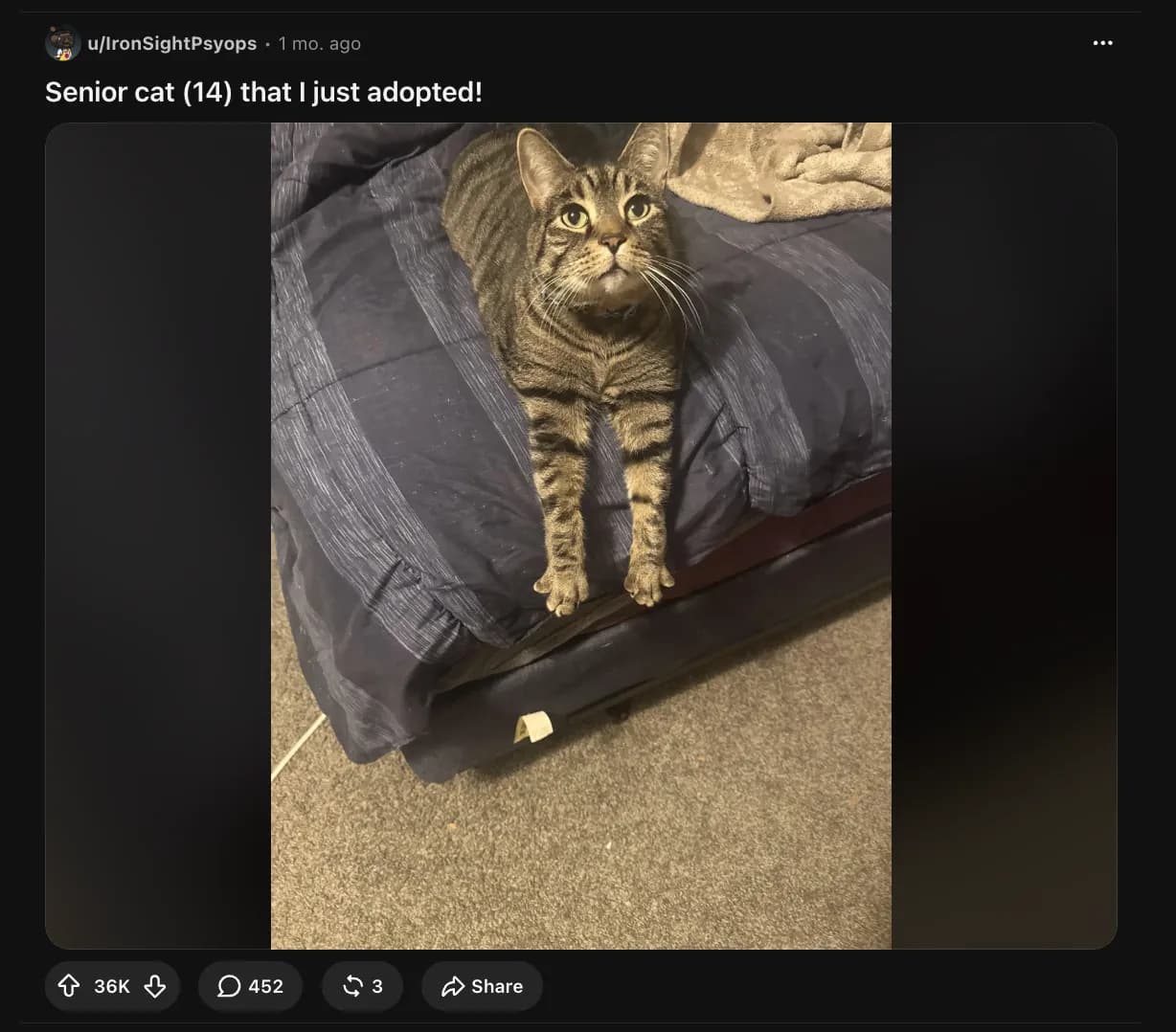 An r/aww post titled 'Senior cat (14) that I just adopted!' with 36K upvotes and 452 comments